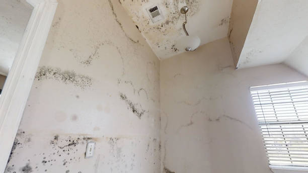 Best Mold Documentation for Insurance Claims  in Winnsboro, SC