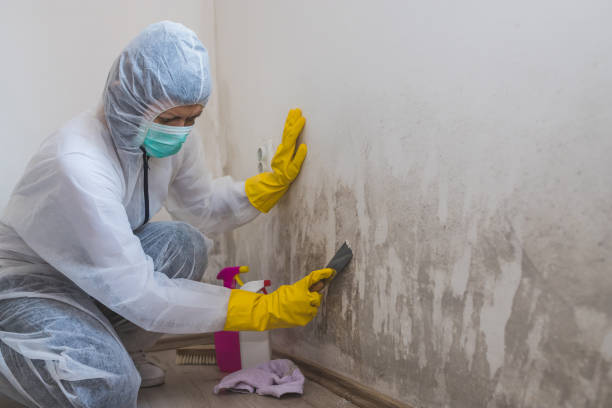 Best Mold Removal for HVAC Installations  in Winnsboro, SC