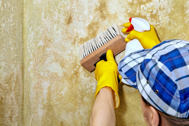 Best Asbestos and Lead Testing During Mold Inspection  in Winnsboro, SC