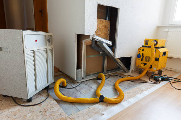 Best Black Mold Removal  in Winnsboro, SC