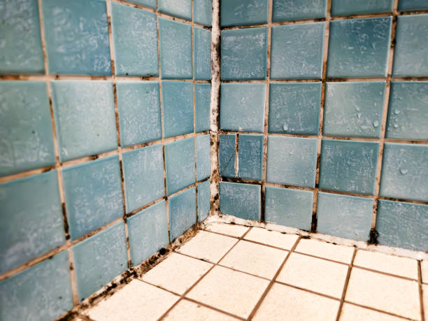 Best Forensic Mold Investigation  in Winnsboro, SC