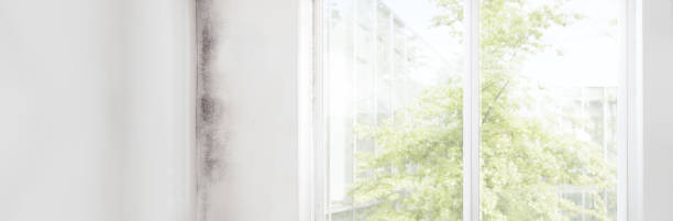 Mold Documentation for Insurance Claims in Winnsboro, SC