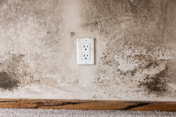 Best Commercial Mold Inspection  in Winnsboro, SC