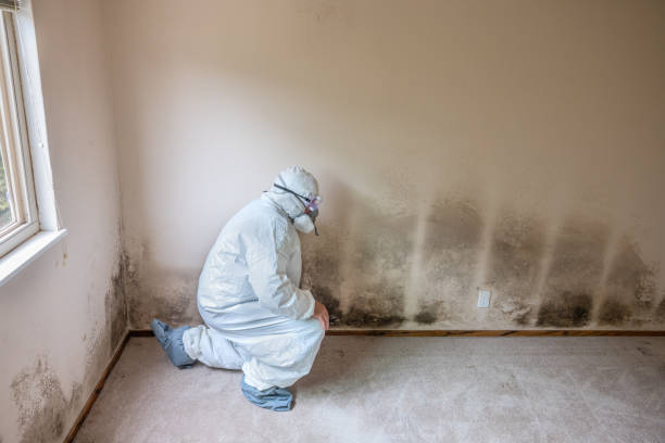 Best Attic Mold Removal  in Winnsboro, SC